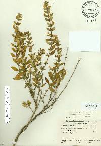 Calamintha georgiana image