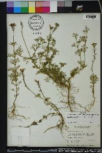 Glandularia aristigera image