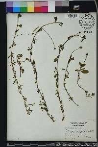 Phyla nodiflora image