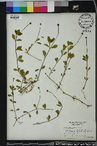 Phyla nodiflora image