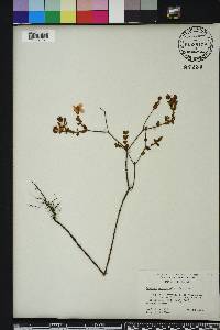 Hypericum tetrapetalum image