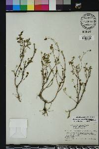 Chamaesyce hyssopifolia image