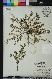 Chamaesyce hyssopifolia image