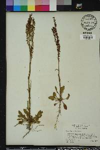 Rumex hastatulus image