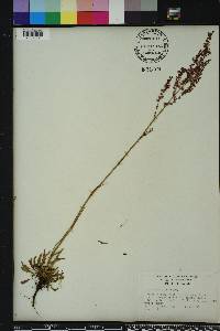 Rumex hastatulus image