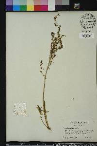 Rumex hastatulus image