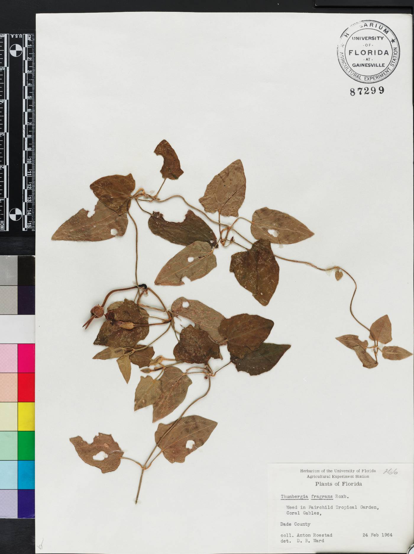 Thunbergia fragrans image