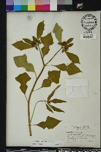 Euphorbia heterophylla image