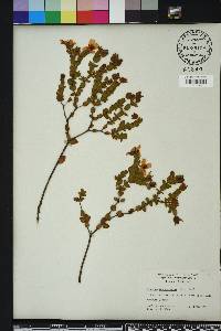 Hypericum tetrapetalum image