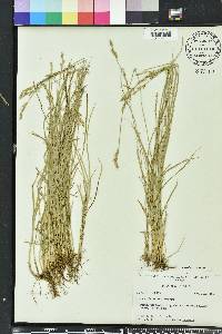 Carex bromoides image