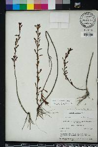 Ludwigia curtissii image