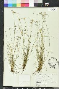 Rhynchospora floridensis image