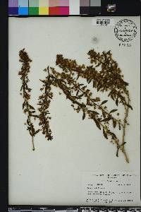 Capraria biflora image