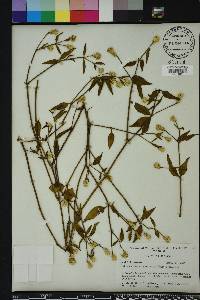 Alternanthera flavescens image