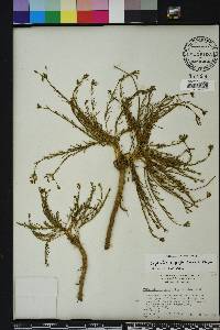 Euphorbia polyphylla image