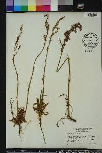 Rumex hastatulus image