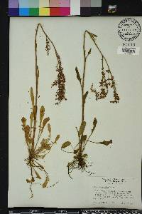 Rumex hastatulus image