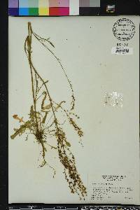 Rumex hastatulus image
