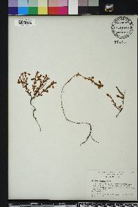 Hypericum suffruticosum image