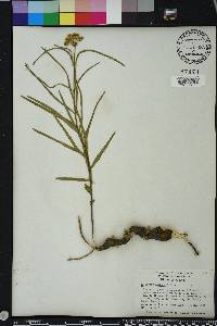 Asclepias michauxii image