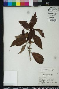 Psychotria nervosa image