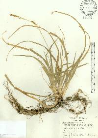 Carex baltzellii image