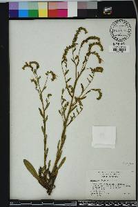 Onosmodium virginianum image