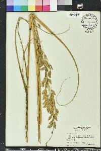 Uniola paniculata image
