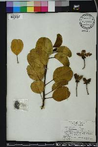 Ipomoea pes-caprae image