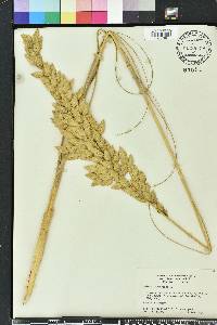 Uniola paniculata image