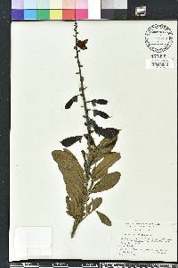 Crotalaria spectabilis image