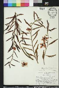 Chamaecrista deeringiana image