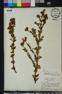 Hypericum crux-andreae image