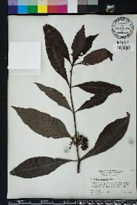 Psychotria sulzneri image