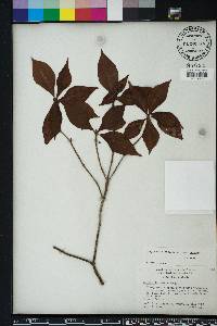 Psychotria nervosa image