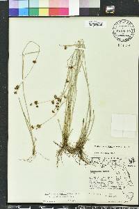 Rhynchospora globularis image