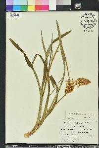 Amianthium muscitoxicum image