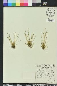 Eriocaulon ravenelii image