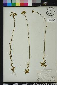 Polygala balduinii image