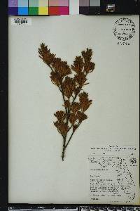 Suriana maritima image