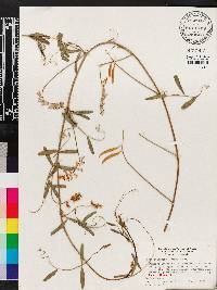 Vicia ocalensis image