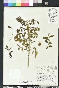 Indigofera suffruticosa image