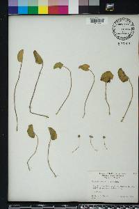 Centella asiatica image