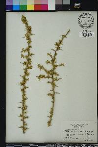 Lycium carolinianum image