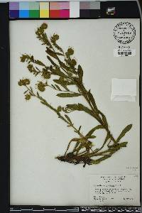 Onosmodium virginianum image