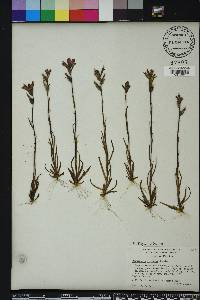 Castilleja indivisa image