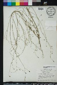 Wahlenbergia marginata image