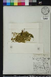 Micranthemum glomeratum image
