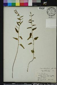 Tragia urticifolia image