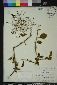 Pisonia aculeata image